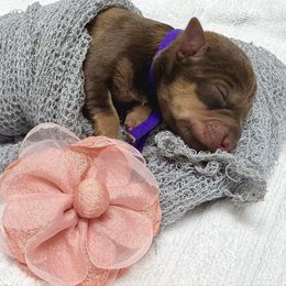 Croix - Liver female Miniature Schnauzer puppy in Huntington, Utah from Schnauzers on Robinson Lane