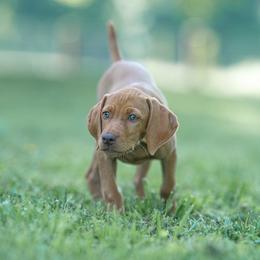 Vizsla puppies from Nosam Kennels- Hungarian Vizslas, and German Shorthairs Located in Kentucky