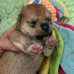 John - Red male Shiba Inu puppy in Milton, Florida from Moonlight Shibas