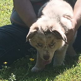 American Bullies and Miniature Australian Shepherds from Barkin' MAAD kennels