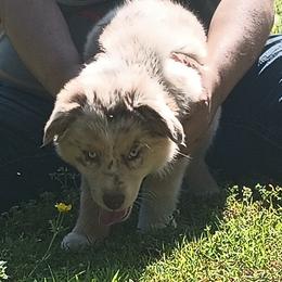 American Bullies and Miniature Australian Shepherds from Barkin' MAAD kennels