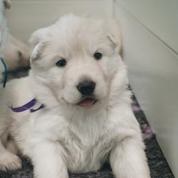 Purple Girl - White female Berger Blanc Suisse puppy in Ogden, Utah from Nordic Dreams White Shepherds