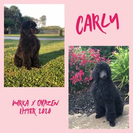 Poodle Puppies from Ocala Standard Poodles