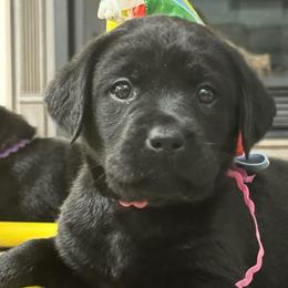 Miss pink Collar - Black female Labrador Retriever puppy in Lake City, Michigan from Loon Lake Labradors