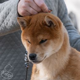 Eddie - Red Shiba Inu puppy in Hephzibah, Georgia from Evenfalls Shiba Inu