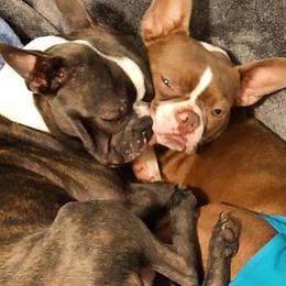 Boston Terriers from Aiguier's Bostons