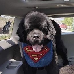 Newfoundland All Grown Up from Timber’s Watch