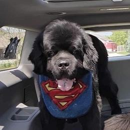 Newfoundland All Grown Up from Timber’s Watch