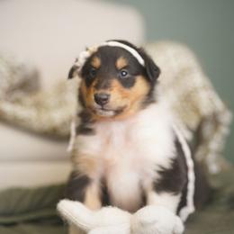 Empress - Black white and tan female Collie puppy in Blacksburg, Virginia from Blackberry Hills Cattle dogs and Collies