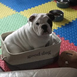 Bulldogs from Spitfire
