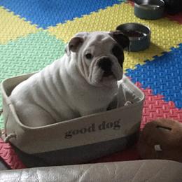 Bulldogs from Spitfire