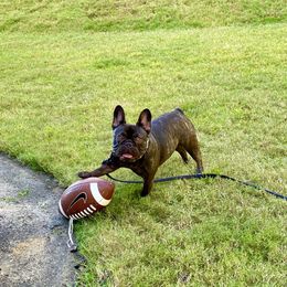 French Bulldog Puppies from Bleu Rock French Bulldogs