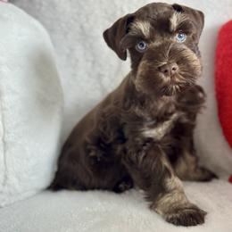 Orion - Liver male Miniature Schnauzer puppy in Independence, Missouri from Crown Schnauzers KC