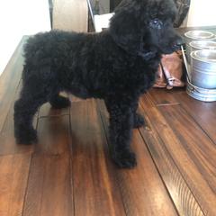 Saint Berdoodle, Poodle, Labradoodle, and Goldendoodle Puppies from Dent’s Doodles