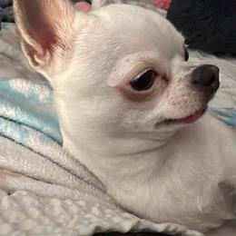 Chihuahua All Grown Up from Foxy's Legacy Chihuahuas