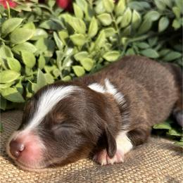 Jovie - Red tri-color female Australian Shepherd puppy in Butler, Georgia from Aussies at Howling Hill Farm