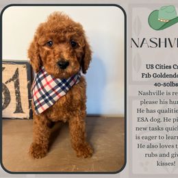 Nashville - Red  male Goldendoodle puppy in Hilton, New York from The House of Goldendoodle