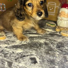 Onyx - Red male Dachshund puppy in Conway, Missouri from Ozark Mountain Kennel