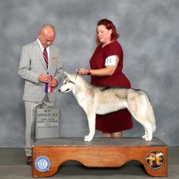 Siberian Husky All Grown Up from Burkeson Siberian Huskies