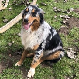 Australian Shepherds from Single Oak Ranch