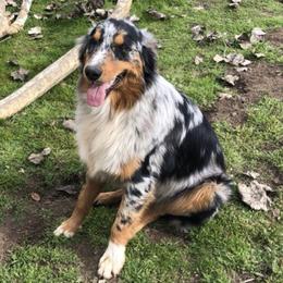 Australian Shepherds from Single Oak Ranch