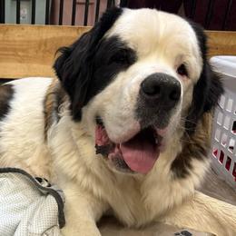 Maisie - Saint Bernard