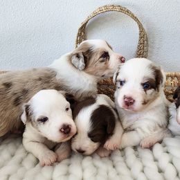 Australian Shepherd Puppies from Out of the Blue Aussies