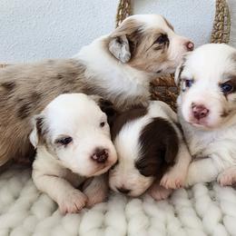Australian Shepherd Puppies from Out of the Blue Aussies