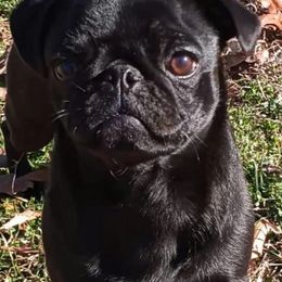 Pugs from Carla's Pugs