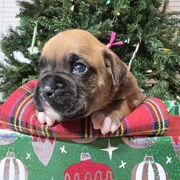 Miss Rose - Fawn female Boxer puppy in Prairieville, Louisiana from Puppy Patch