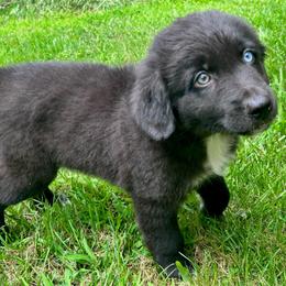 Pine - Black & white male Australian Shepherd puppy in Marshfield, Vermont from Discovery Hill Australian Shepherds