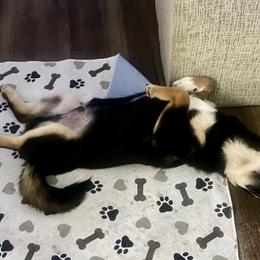 Shiba Inu Puppies from Haste
