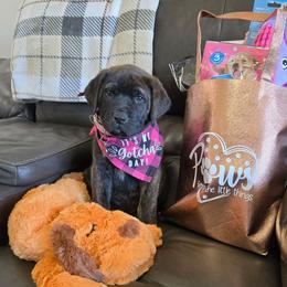 LUNA - Light Pink Collar Brindle Girl - Brindle female Mastiff puppy in Auburn, Kansas from Puppy Paradise:  English Mastiff Puppies & Standard Goldendoodle Puppies