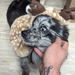 Pomsky Puppies from Wolfpack Pomskies