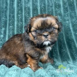 Goose - Red male Shih Tzu puppy in Alice, Texas from Altas Palmas Shih Tzu