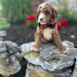 Frankie - Red  male Goldendoodle puppy in Mint Hill, North Carolina from DoodleForever