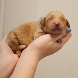 Ed - Grey collar - Apricot male Goldendoodle puppy in Arlington, Washington from Anderson Goldendoodles