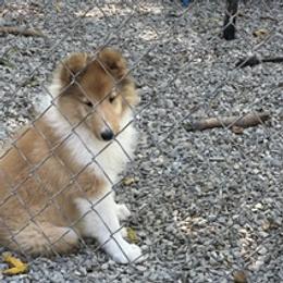 Girl 4 - female Collie puppy in Edison, New Jersey from Hi-Crest Collies