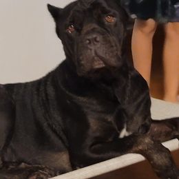 Cane Corso from Good Life Canine