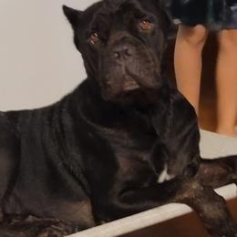 Cane Corso from Good Life Canine