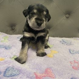 Miniature Schnauzer Puppies from Miniature Schnauzer Paradise llc