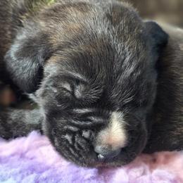 Cane Corso Puppies from Willow Creek Cane Corsos
