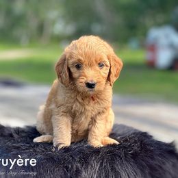 Gruyère - Goldendoodle puppy in Lancaster, Minnesota from North Star Dog Training