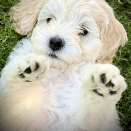 Australian Labradoodle Puppies from Tiny Treasures Australian Labradoodles
