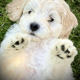 Australian Labradoodle Puppies from Tiny Treasures Australian Labradoodles