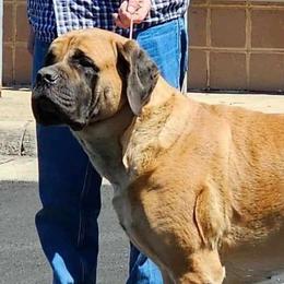 Summer - Mastiff