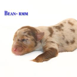 Bean - Red merle male Australian Shepherd puppy in Coldwater, Michigan from Northern Star Australian Shepherds