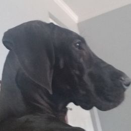 Great Dane All Grown Up from TLC Danes