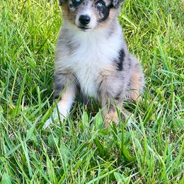 Louie - Blue merle Australian Shepherd puppy in Kentucky from Caywood Aussies