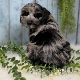 Platinum - Blue male Australian Labradoodle puppy in Brush Prairie, Washington from Fancy Pants Labradoodles